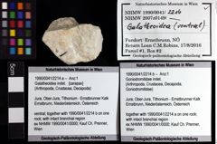 Foto (Objket + Etiketten) von Galatheoidea indet. 